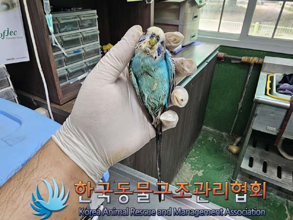 종료(자연사) 앵무…